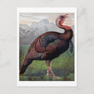Carte Postale Le coq sauvage américain de Turquie, illustration 