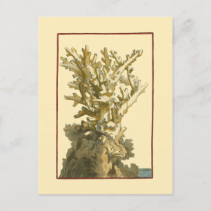 Carte Postale Le corail de la mer