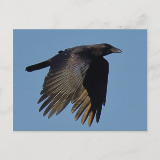 Carte Postale Le Corbeau noir