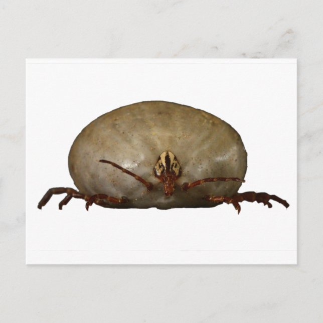 Carte Postale Le coup (Devant)