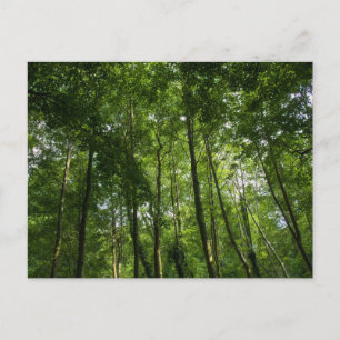 Carte Postale Le couvert forestier. Blackweir Woods, Bute Park