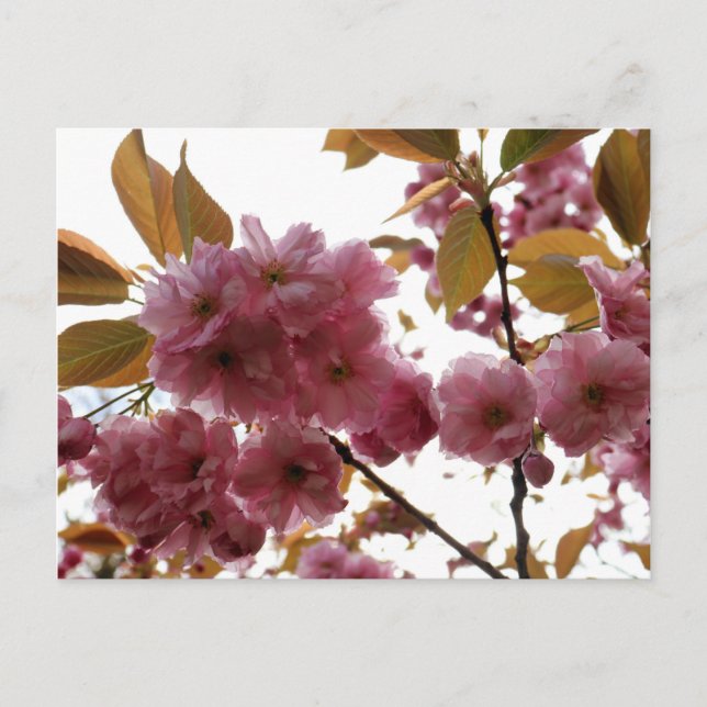 Carte Postale Le crabon de Malus Brandywine Blossom (Devant)