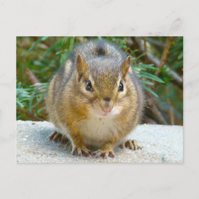 Carte Postale Le Cute Chipmunk A L'Oeil Sur Vous (Devant)