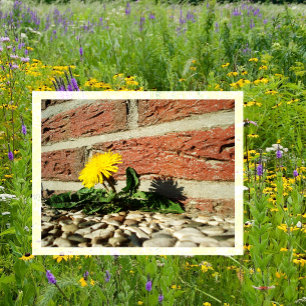 Carte Postale Le Dandelion grandit à travers le rocher Landscapi