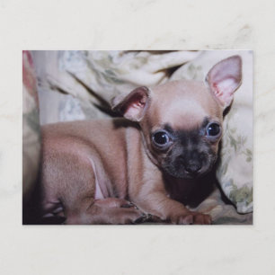 Carte Postale Le délice de Chihuahua Lover