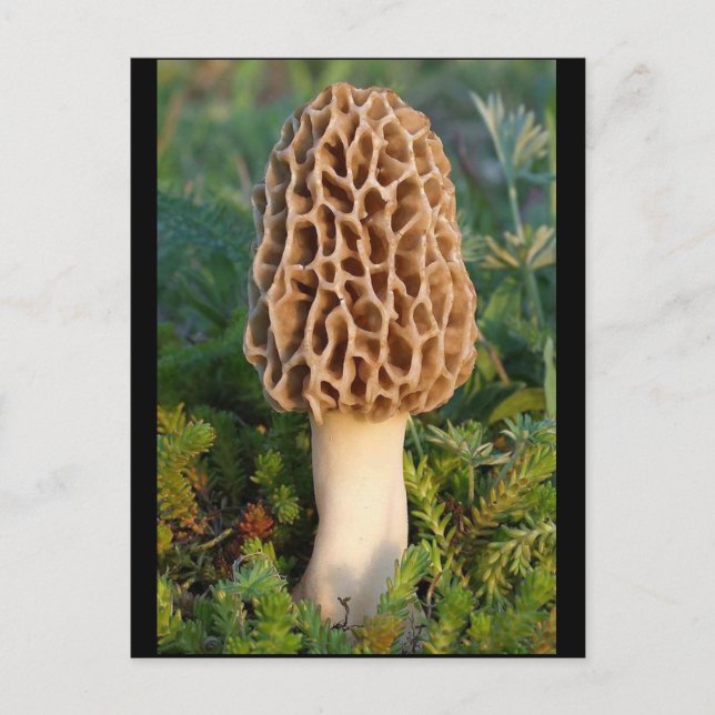 Carte Postale Le délicieux champignon morel (Devant)