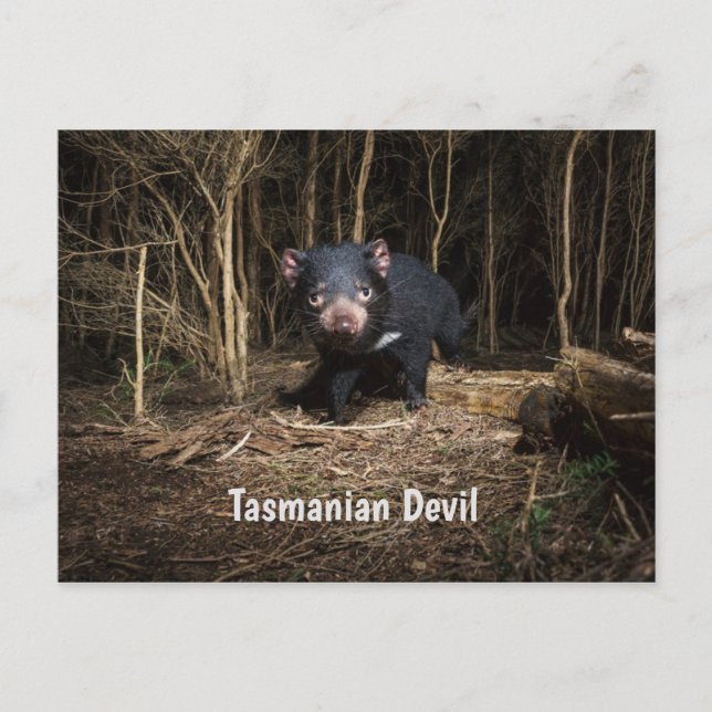 Carte Postale Le diable de Tasmanie en Australie (Devant)