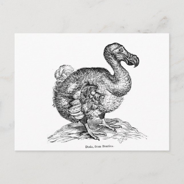Carte Postale Le Dodo (Devant)