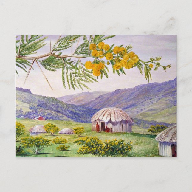 Carte Postale Le Doornboom sud-africain et les Fingo Huts (Devant)
