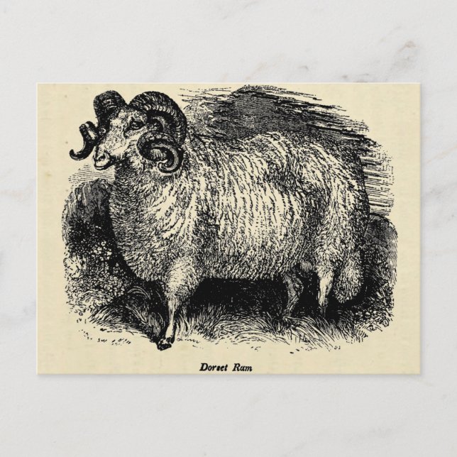 Carte Postale Le Dorset (Devant)