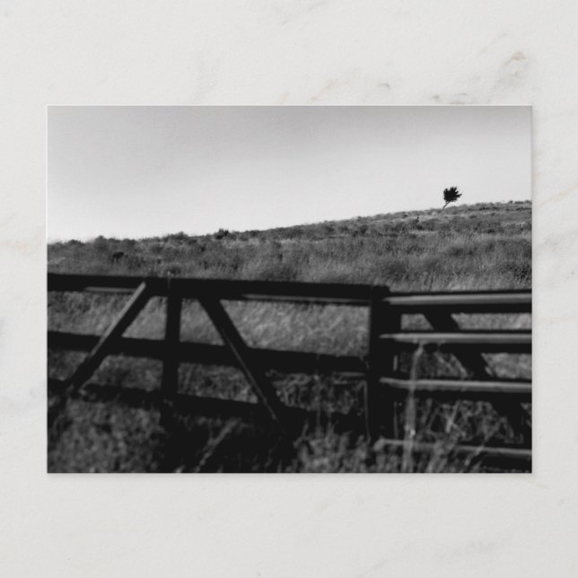 Carte Postale Le drame d'un arbre solitaire (Devant)