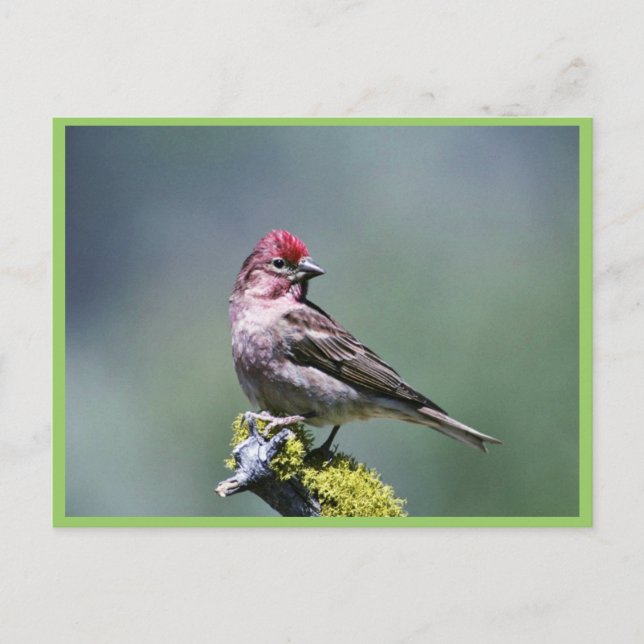 Carte Postale Le Finch de Cassin (Devant)