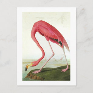 Carte Postale Le Flamant rose d'Audubon