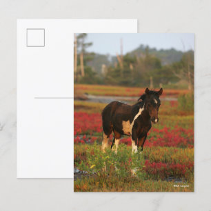 Carte Postale Le Foal De Chincoteague En Fleurs Rouges