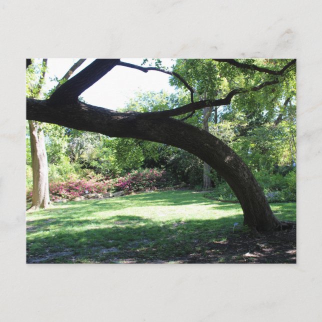 Carte Postale Le Fort Worth Garden Tree (Devant)