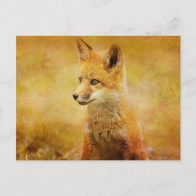 Carte Postale Le Fox dans le bois (Devant)