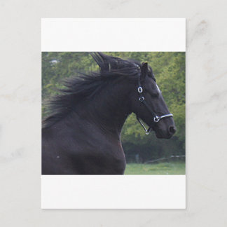 CARTE POSTALE LE FRISON LA PERLE NOIRE