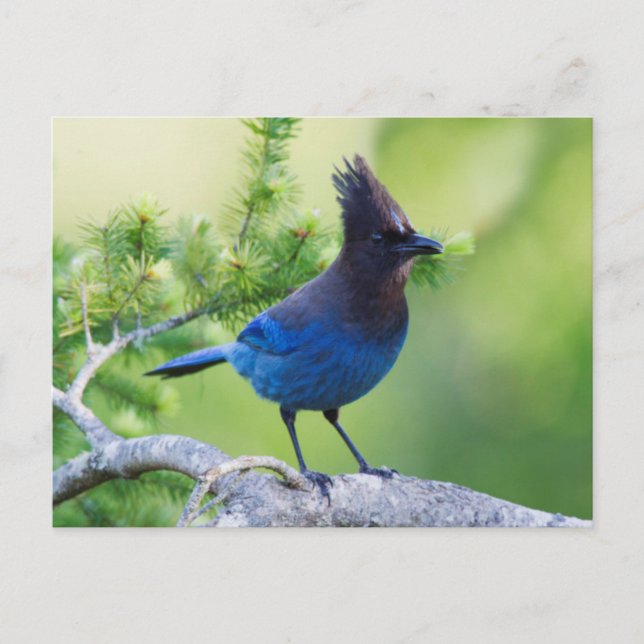 Carte Postale Le geai 3 de Steller (Devant)