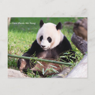 Carte Postale Le géant Panda Mei Xiang