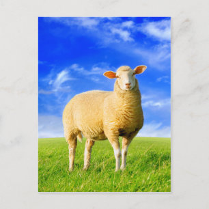 Carte Postale Le Golden Sheep.