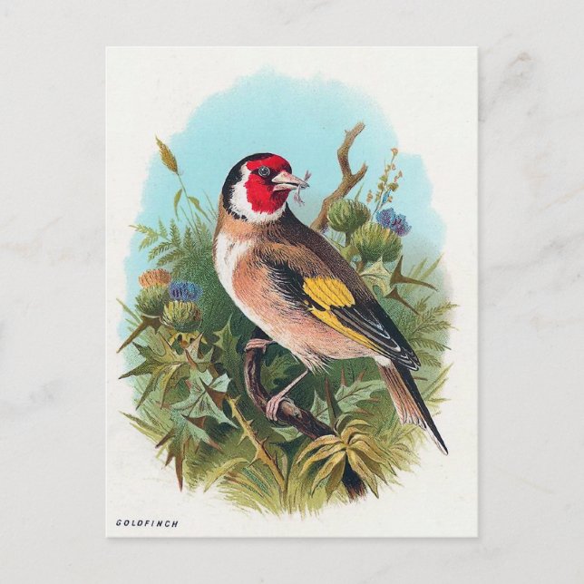 Carte Postale Le Goldfinch (Devant)