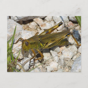 Carte Postale le Grand Grasshopper !