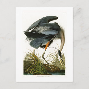 Carte Postale Le Grand Héron Bleu John Audubon Oiseaux d'Amériqu