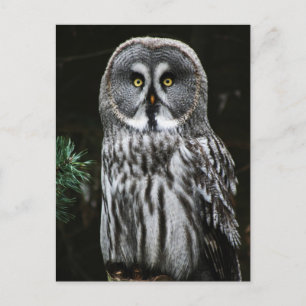Carte Postale Le grand hibou gris pccn