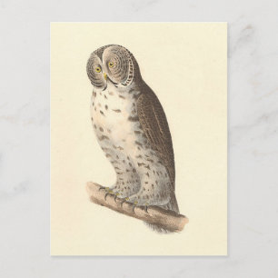 Carte Postale Le grand hibou gris (Strix nebulosa) NY Bird Image