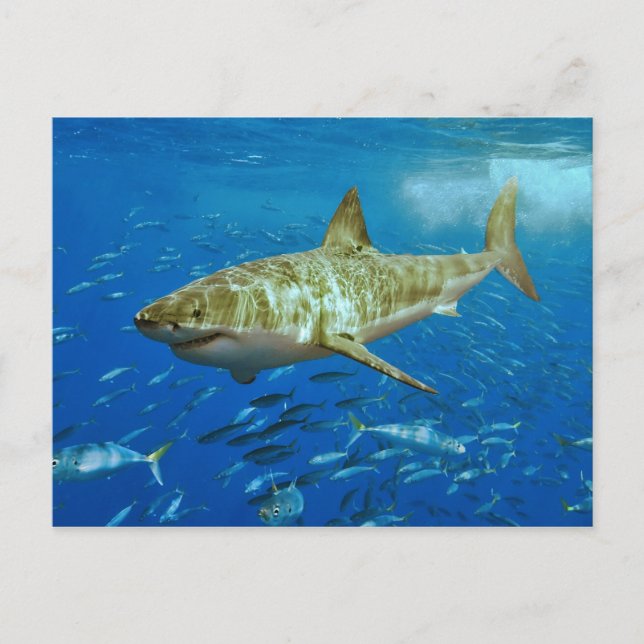 Carte Postale Le grand requin blanc Carcharodon Carcharias (Devant)