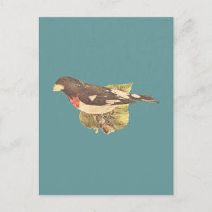 Carte Postale Le Grosbeak Coccoborus ludovicianus à la poitrine 