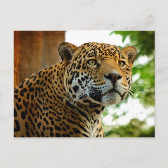 Carte Postale Le Jaguar (Devant)
