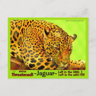 Carte Postale Le Jaguar est un animal en danger.