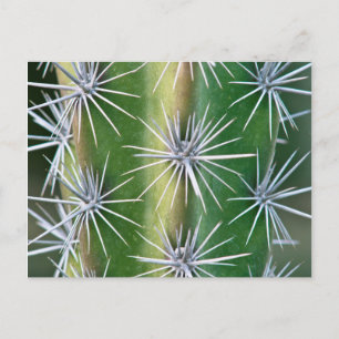 Carte Postale Le jardin botanique de Huntington, Cactus Pieuvre