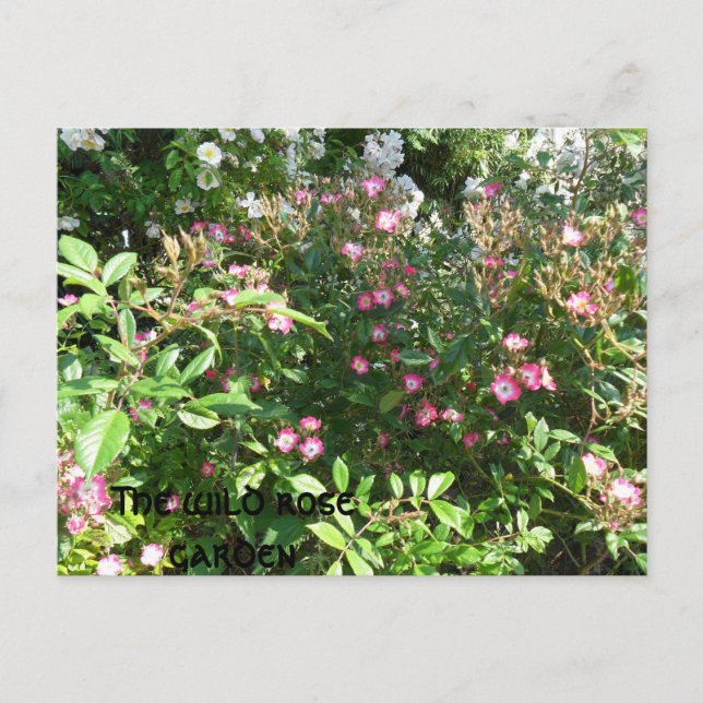 Carte Postale Le jardin rose sauvage (Devant)