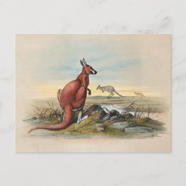 Carte Postale Le Kangourou rouge par Joseph Wolf (Devant)