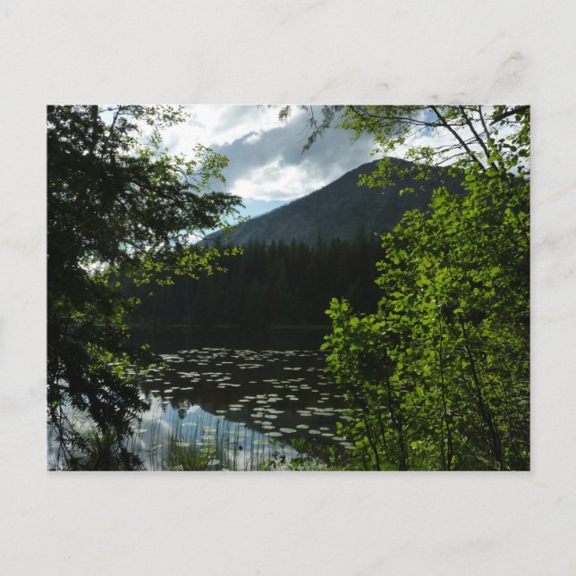 Carte Postale Le lac Johns I du parc national des Glaciers (Devant)
