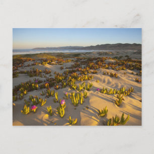 Carte Postale Le lever du soleil illumine les dunes de sable et 