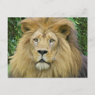 Carte Postale Le lion