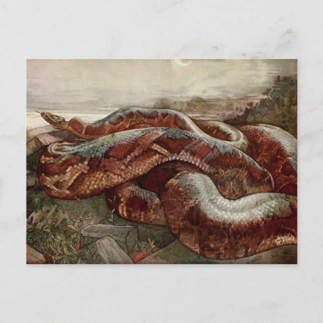 Carte Postale Le livre de la jungle : Kaa, le Python (Devant)