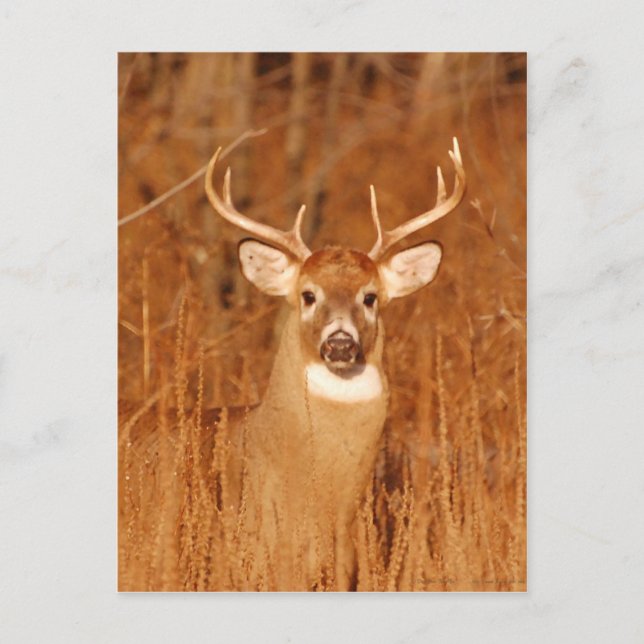 Carte Postale Le long cou du vieux Mule Deer Buck (Devant)