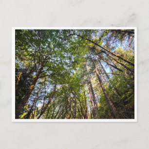 Carte Postale Le long du sentier