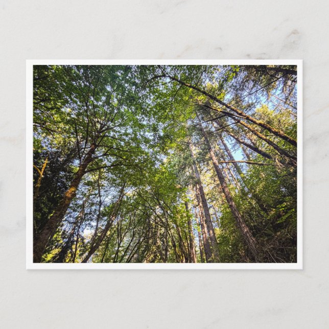 Carte Postale Le long du sentier (Devant)