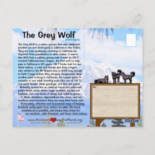 Carte Postale Le loup gris est en danger en Californie - 25fév