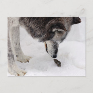 Carte Postale Le loup rencontre la souris