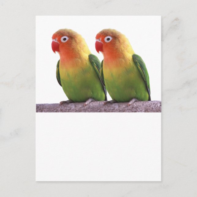 Carte Postale "Le Lovebird de Fischer" (Devant)