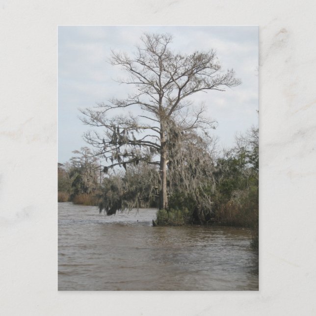 Carte Postale Le marais de la Géorgie (Devant)