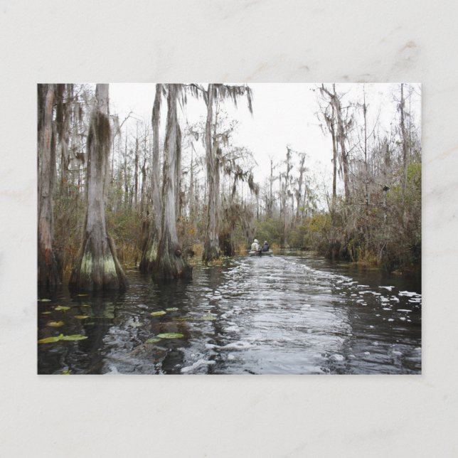 Carte Postale Le marais d'Okefenokee, Géorgie (Devant)