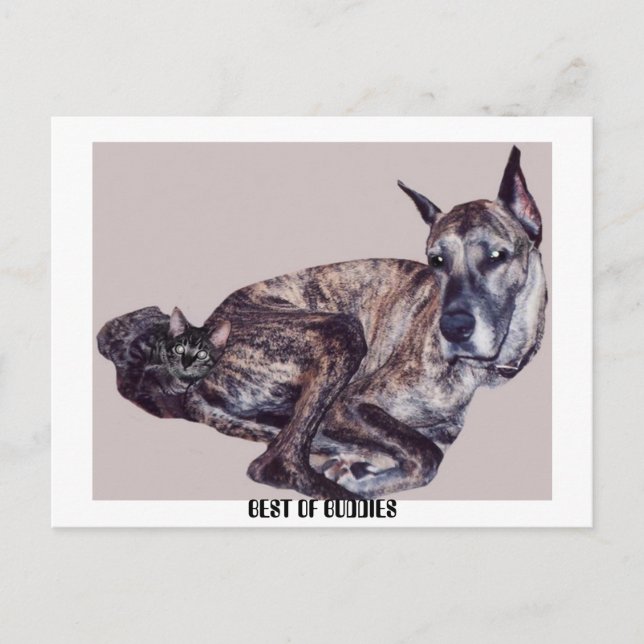 CARTE POSTALE LE MEILLEUR DES BUDDIES (Devant)
