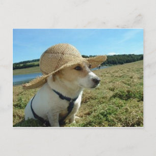 Carte Postale Le mignon Jack Russell portant un casquette solair